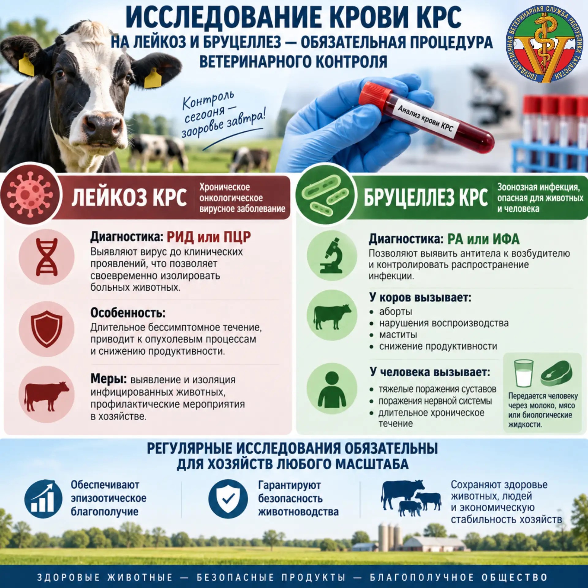 Исследование крови КРС на лейкоз и бруцеллез